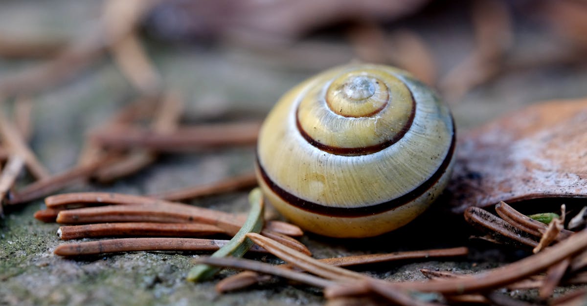 découvrez notre recette savoureuse d'escargots à l'ail, un plat traditionnel français parfait pour les amateurs de cuisine gourmande et raffinée.