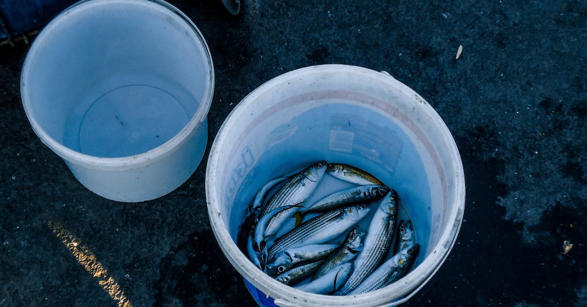 découvrez tout sur le hareng : ses bienfaits, ses utilisations en cuisine et son importance écologique.