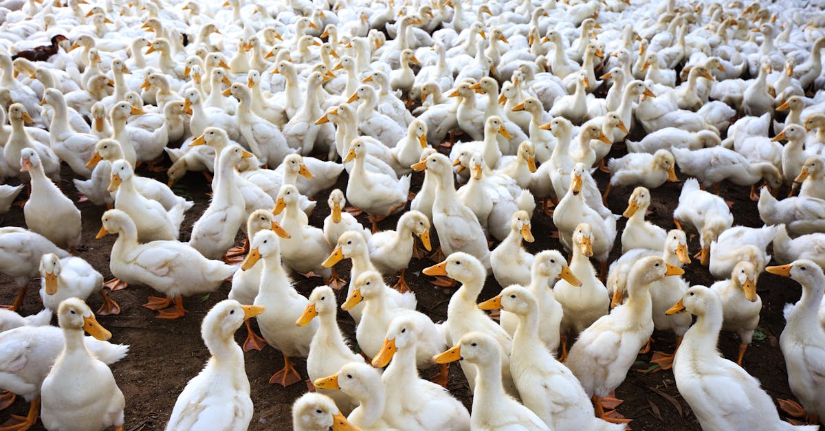 découvrez nos recettes savoureuses et faciles à base de magret de canard, pour un repas gourmand et raffiné.