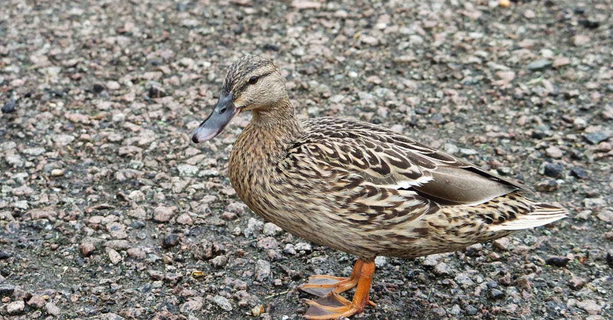 découvrez comment préparer un filet de canard tendre et savoureux avec nos recettes faciles et délicieuses pour sublimer votre repas.