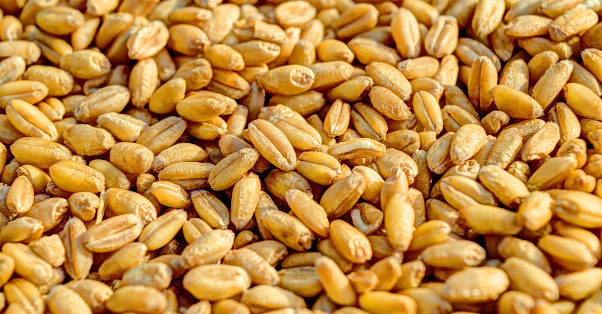 découvrez le freekeh, une céréale ancienne riche en fibres et en protéines, idéale pour une alimentation saine et savoureuse.