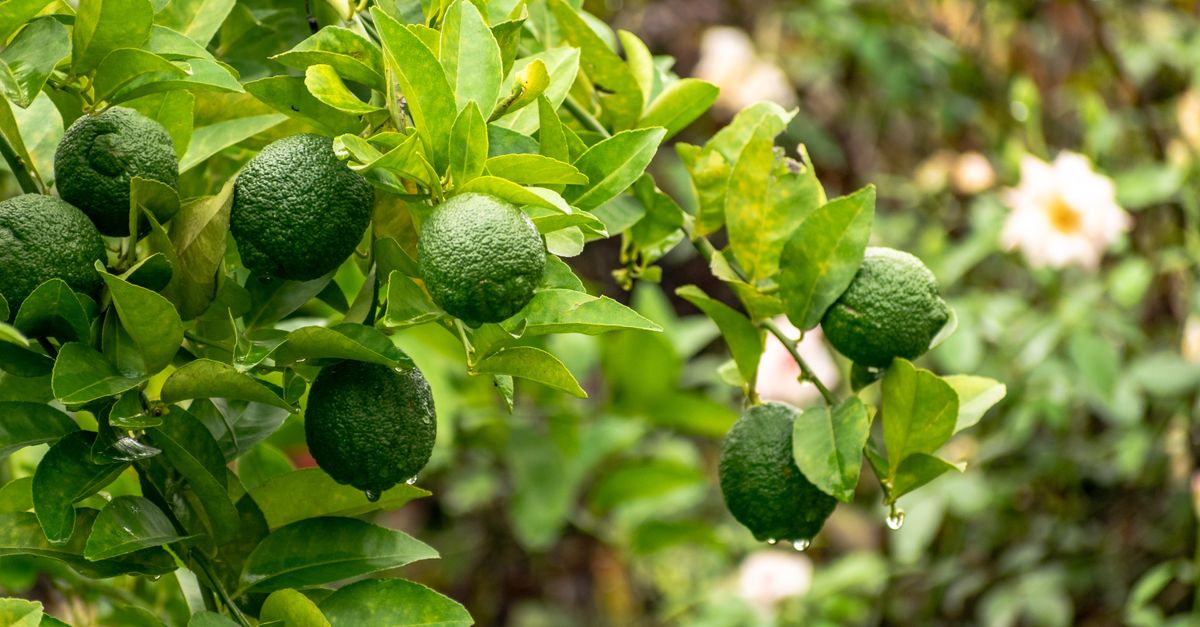découvrez les bienfaits uniques de la bergamote, un agrume parfumé utilisé en parfumerie, cuisine et aromathérapie pour ses propriétés rafraîchissantes et apaisantes.
