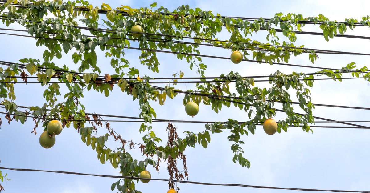 découvrez nos fruits de la passion bien mûrs, riches en saveurs exotiques et parfaits pour sublimer vos recettes et boissons.