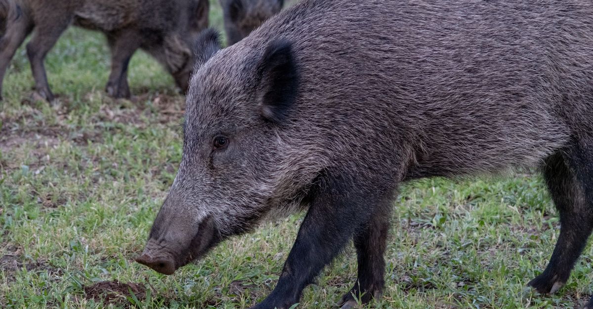 découvrez notre recette savoureuse de ragoût de sanglier, un plat traditionnel riche en saveurs pour réchauffer vos repas.