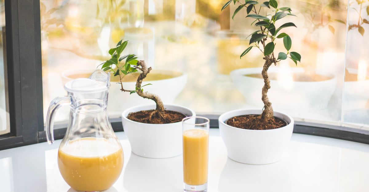 découvrez la recette du caribbean ginger punch, une boisson rafraîchissante et épicée aux saveurs exotiques des caraïbes, parfaite pour vos fêtes et moments conviviaux.