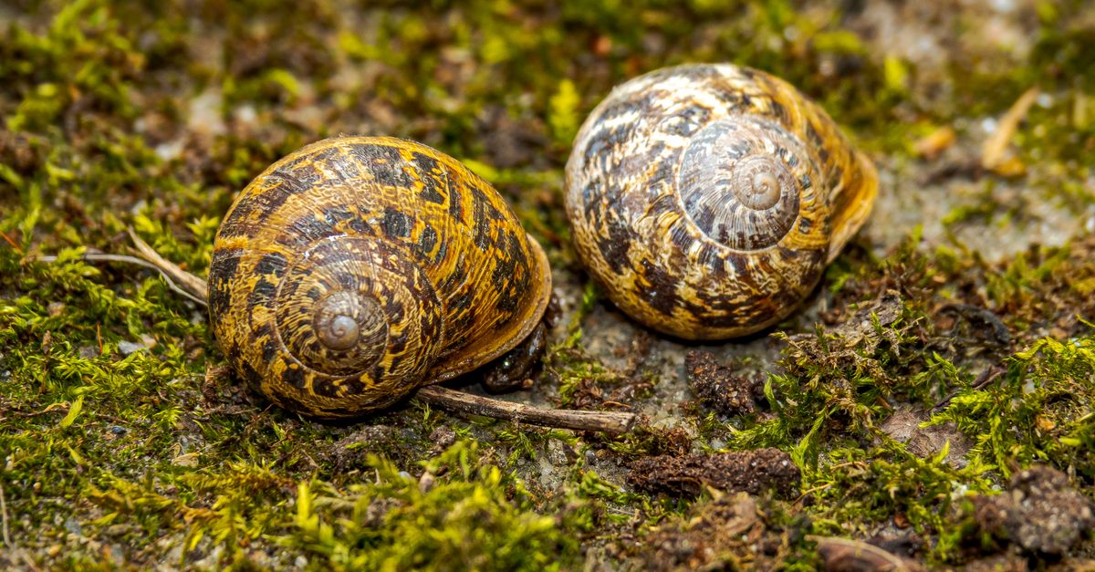 découvrez notre recette savoureuse d'escargots à l'ail, une spécialité française traditionnelle idéale pour les amateurs de gastronomie.
