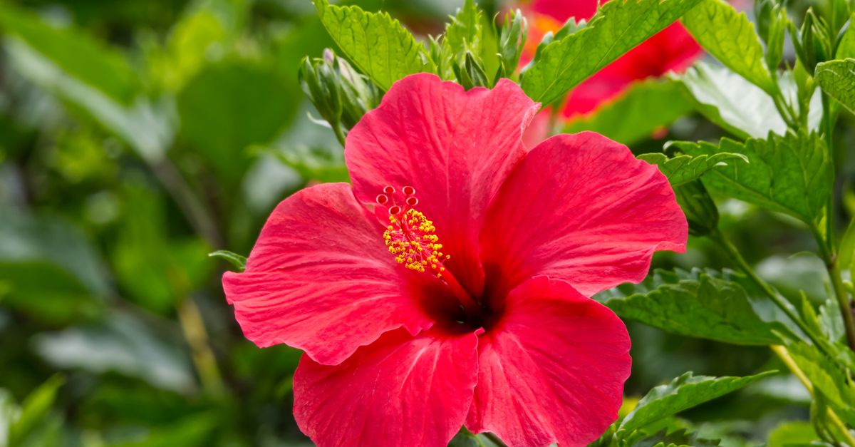 découvrez les bienfaits du jus d'hibiscus pour la santé : riche en antioxydants, il favorise la digestion, aide à réguler la tension artérielle et renforce le système immunitaire.
