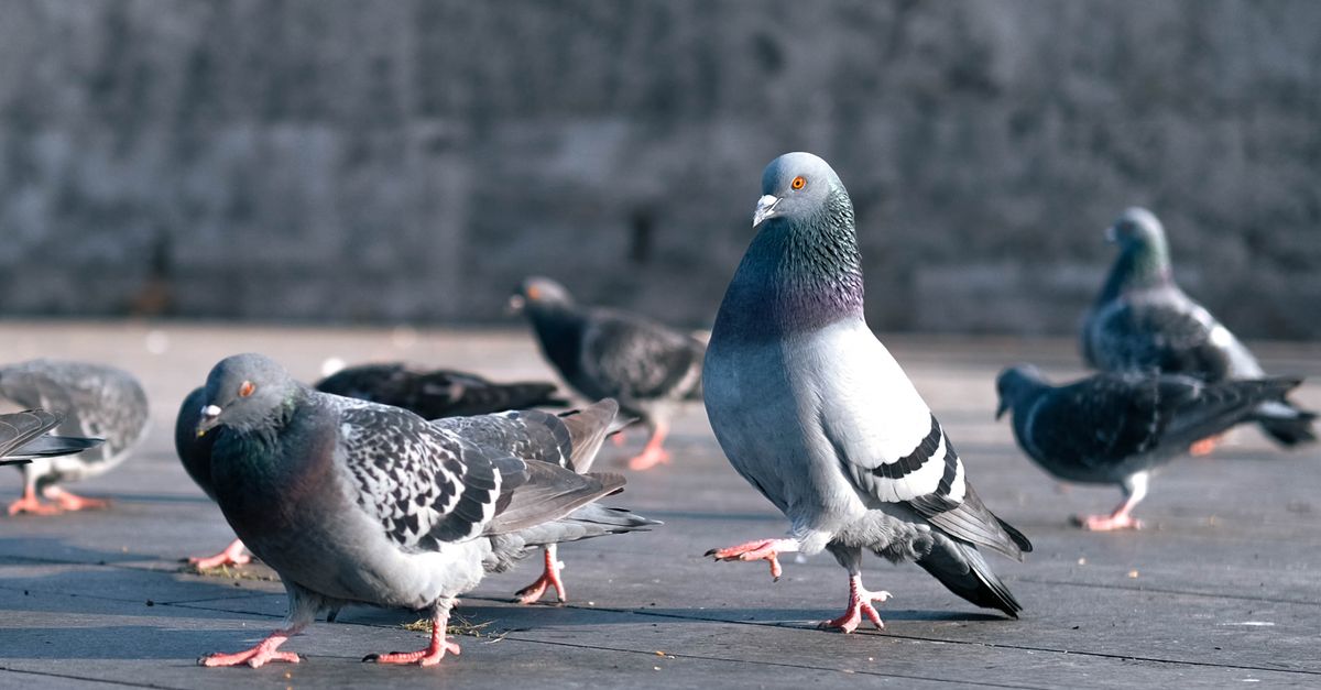 découvrez la rillette de pigeon, un mets raffiné alliant saveurs délicates et tradition, parfait pour vos apéritifs gourmands.