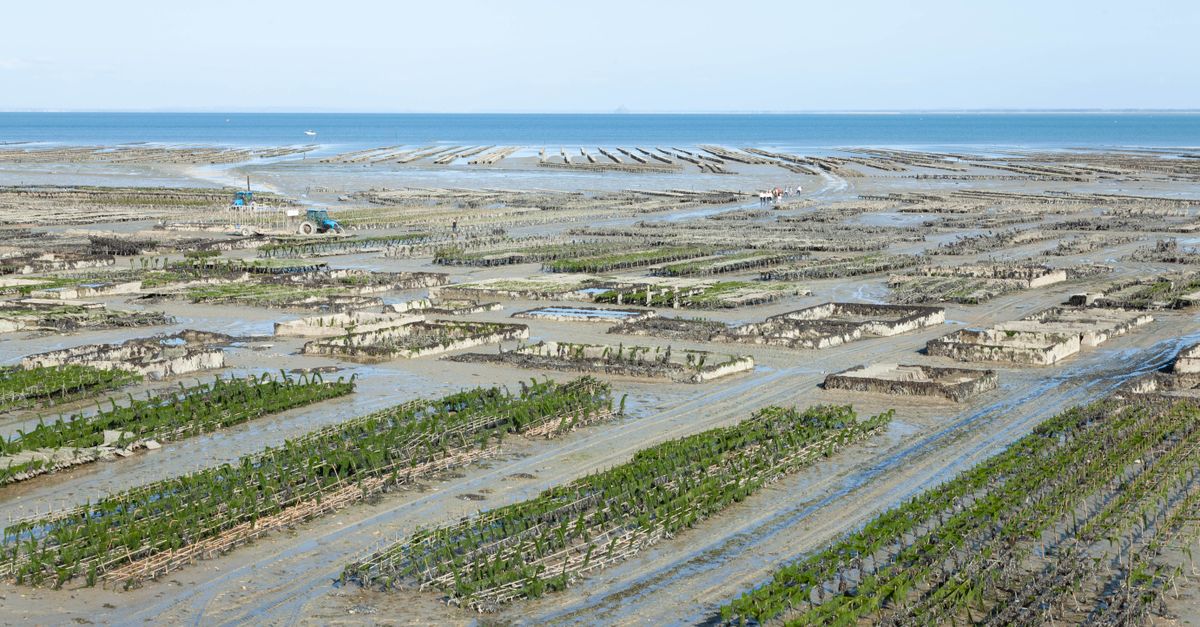 découvrez la samphire, une plante marine délicieuse et croquante, parfaite pour agrémenter vos plats avec une touche iodée et fraîche.