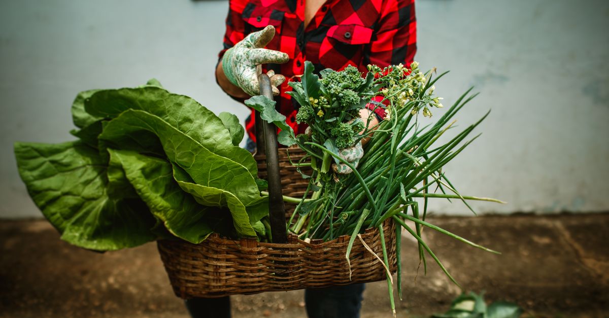 découvrez notre sélection variée de légumes frais et savoureux pour une alimentation saine et équilibrée.