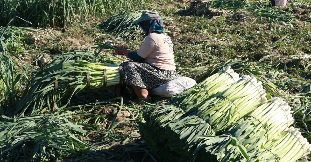 découvrez comment congeler les poireaux facilement pour préserver leur fraîcheur, leur saveur et leurs nutriments plus longtemps.